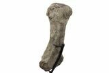 Fossil Titanosaur Sauropod (Alamosaurus) Metacarpal - Texas #243646-6